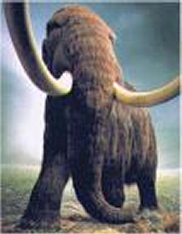 Mamute