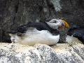 Fratercula arctica