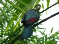 Turaco-de-face-branca