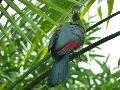 Turaco-de-face-branca