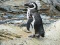 Pinguim-de-Magalhães