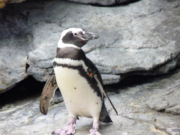 Pinguim-de-Magalhães