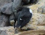 Aves