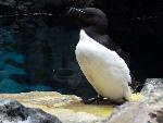 Aves