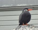 Aves