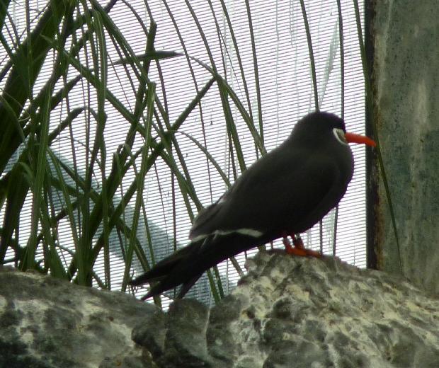Andorinha-do-mar-inca