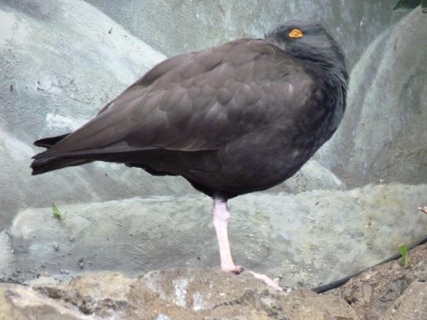 Ostraceiro