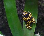 Dendrobates leucomelas <i>(Dendrobates leucomelas)</i>