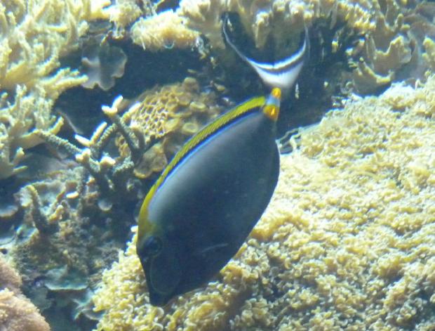 Unicórnio-de-espigão-laranja