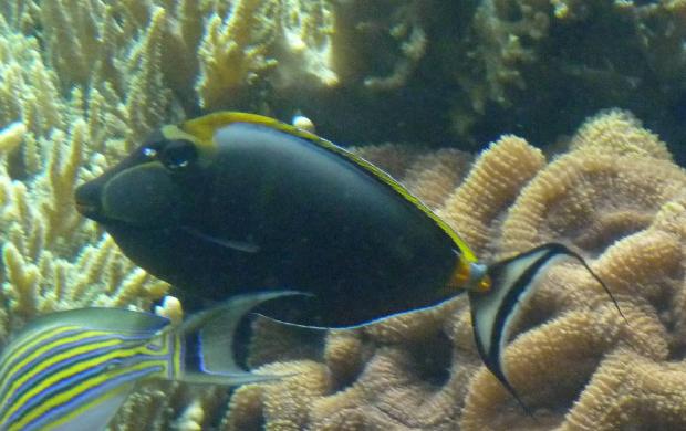 Unicórnio-de-espigão-laranja