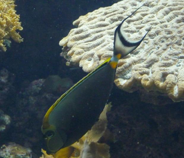 Unicórnio-de-espigão-laranja