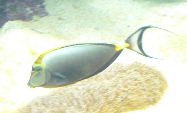 Unicórnio-de-espigão-laranja