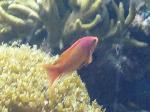 Anthias-de-barbatana-filamentosa <i>(Nemanthias carberryi)</i>