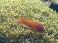 Anthias-de-barbatana-filamentosa