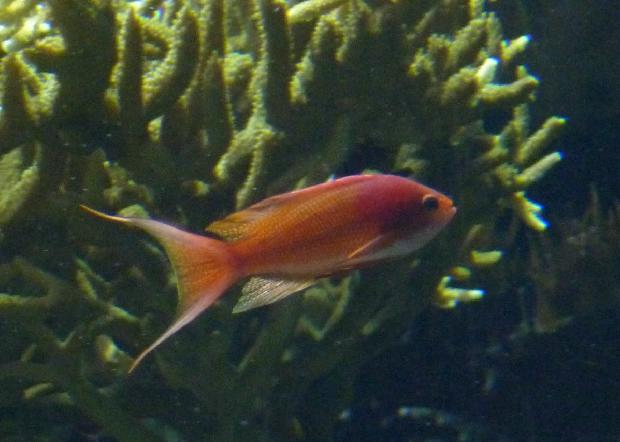 Anthias-de-barbatana-filamentosa