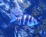 Sargo-veado <i>(Diplodus cervinus cervinus)</i>