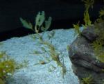 Dragão-marinho <i>(Phycodurus eques)</i>