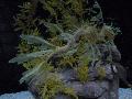 Dragão-marinho