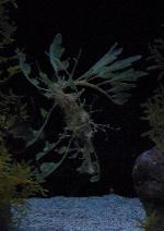 Dragão-marinho <i>(Phycodurus eques)</i>