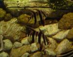 Zebra-de-armadura <i>(Enoplosus armatus)</i>