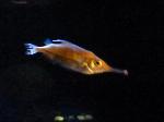 Apara-lápis <i>(Macroramphosus scolopax)</i>