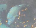 Napoleão