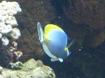 Cirurgião-azul-claro <i>(Acanthurus leucosternon)</i>