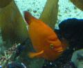Garibaldi