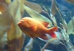 Garibaldi <i>(Hypsypops rubicundus)</i>