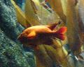 Garibaldi