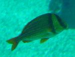 Roncador-listado-americano <i>(Anisotremus virginicus)</i>