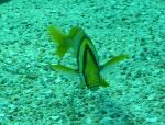 Roncador-listado-americano <i>(Anisotremus virginicus)</i>
