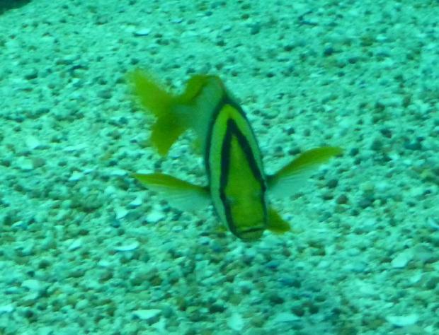 Roncador-listado-americano