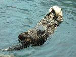 Lontra-marinha <i>(Enhydra lutris)</i>