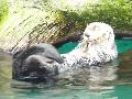 Lontra-marinha
