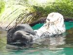 Lontra-marinha <i>(Enhydra lutris)</i>