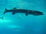 Barracuda-gigante <i>(Sphyraena barracuda)</i>