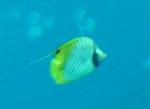 Borboleta-de-barbatana-filamentosa <i>(Chaetodon auriga)</i>