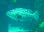 Garoupa-batata <i>(Epinephelus tukula)</i>