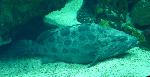 Garoupa-batata <i>(Epinephelus tukula)</i>
