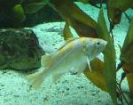 Bodião-canário <i>(Labrus bimaculatus)</i>