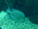 Cirurgião-listado <i>(Acanthurus chirurgus)</i>
