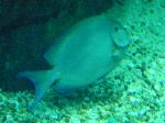 Cirurgião-listado <i>(Acanthurus chirurgus)</i>
