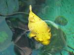 Peixe-balão-de-pintas-pretas <i>(Arothron nigropunctatus)</i>