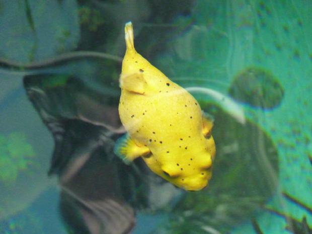 Peixe-balão-de-pintas-pretas