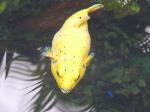 Peixe-balão-de-pintas-pretas <i>(Arothron nigropunctatus)</i>