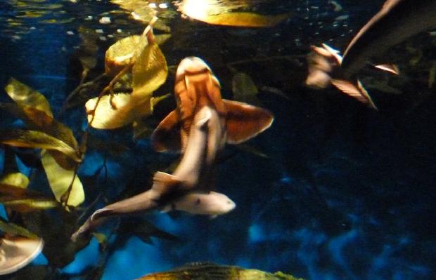 Tubarão-de-Port-Jackson