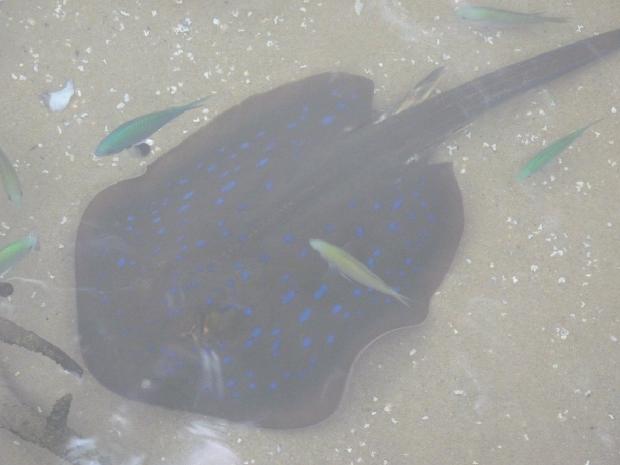 Uge-de-manchas-azuis