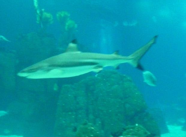 Tubarão-de-pontas-negras-do-recife