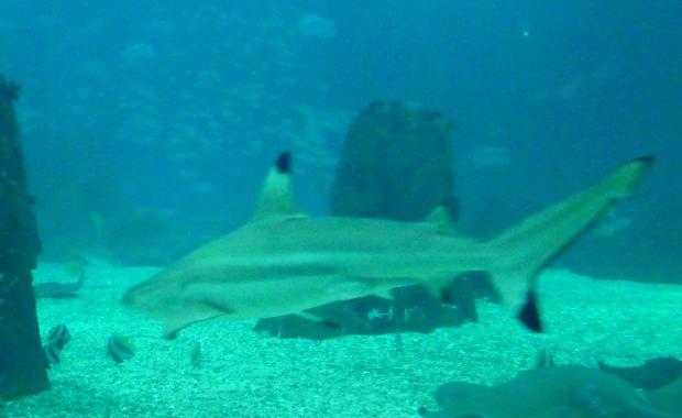 Tubarão-de-pontas-negras-do-recife